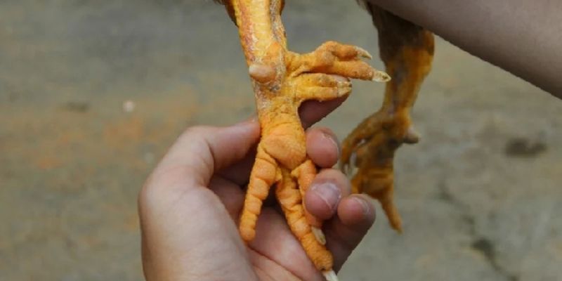 Các Loại Cựa Gà - Khám Phá Đá Phổ Biến Nhất Hiện Nay