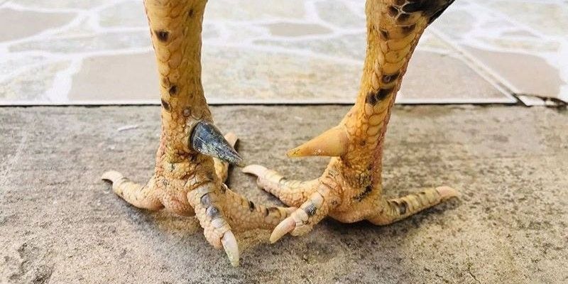 Cách chọn các loại cựa gà đá phù hợp từng giống