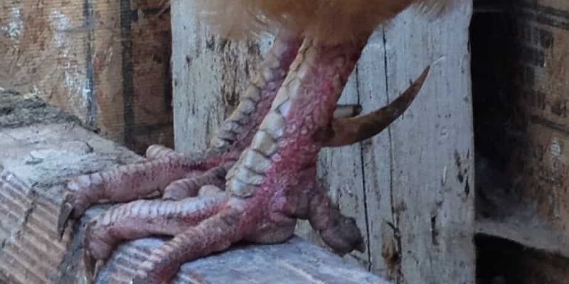 Cựa tròn mang lại độ an toàn và sức bền ổn định