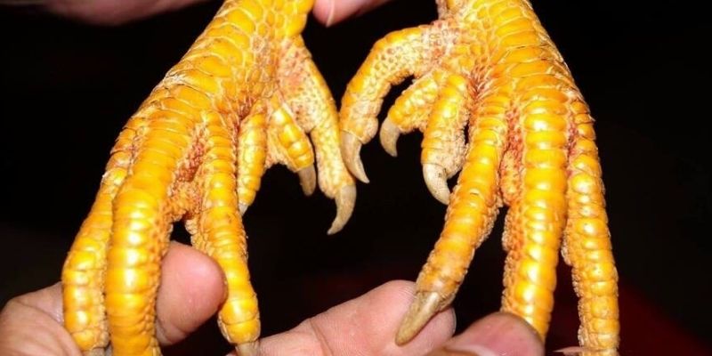 Khám phá các loại cựa gà đá phổ biến hiện nay